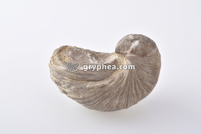 Gryphée arquée (Lyogryphaea arcuata, Sinémurien, Lorraine, France) - gryphea.org